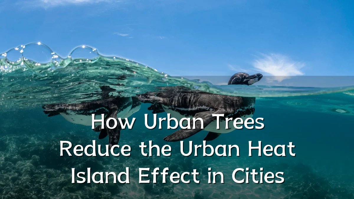 How Urban Trees Reduce the Urban Heat Island Effect in Cities