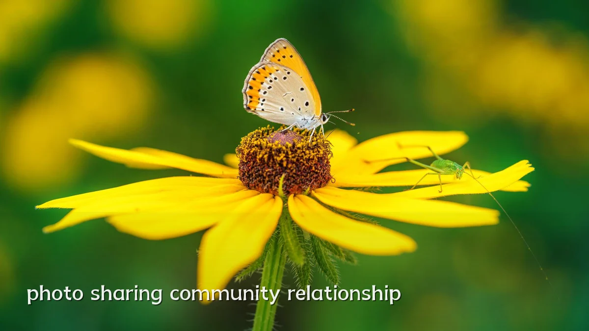 photo sharing community relationship