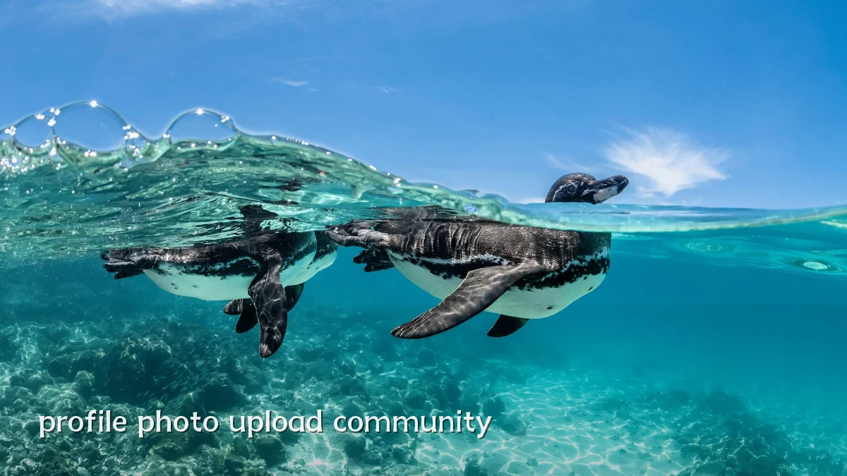 profile photo upload community