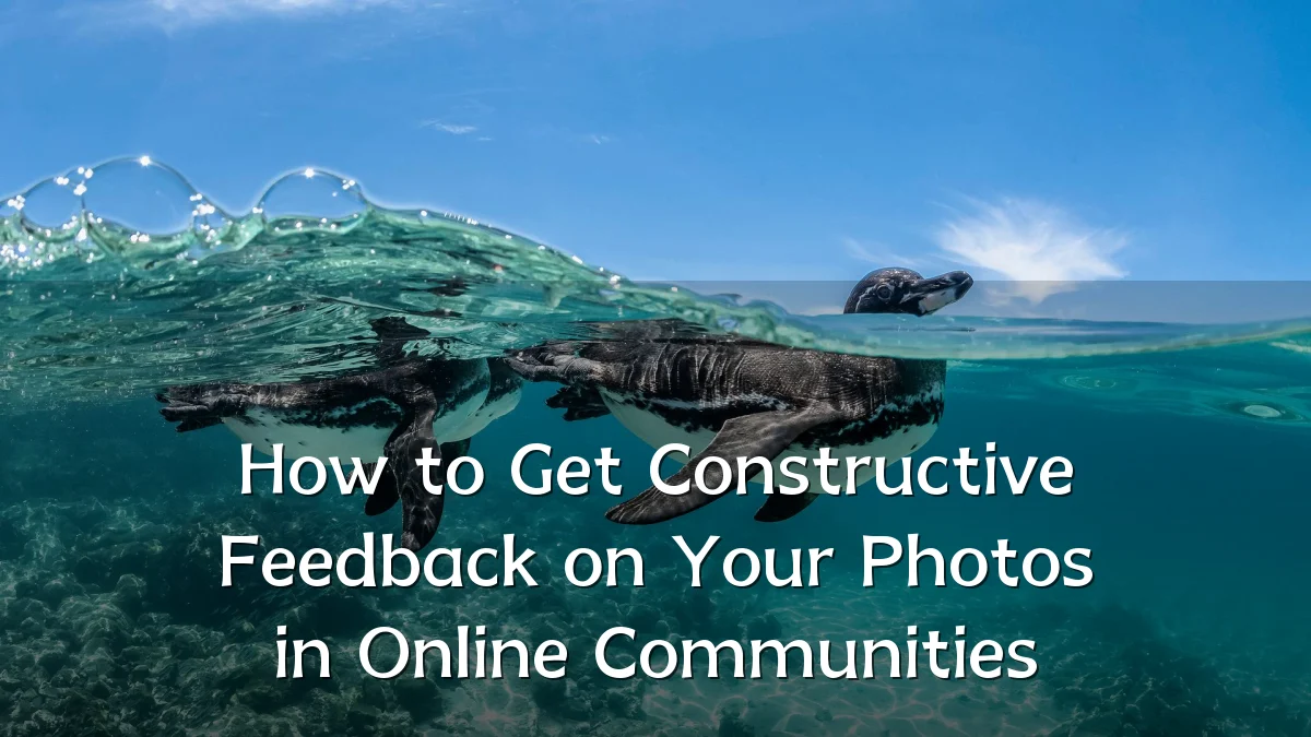 How to Get Constructive Feedback on Your Photos in Online Communities