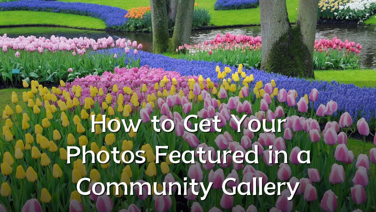 How to Get Your Photos Featured in a Community Gallery