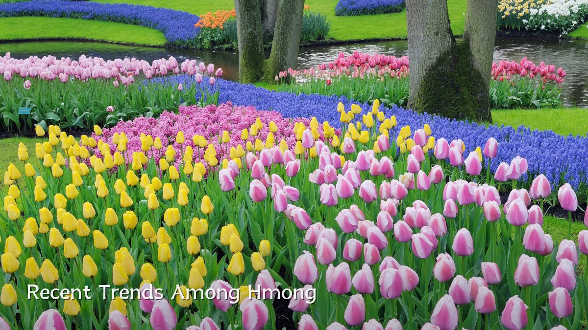 Recent Trends Among Hmong